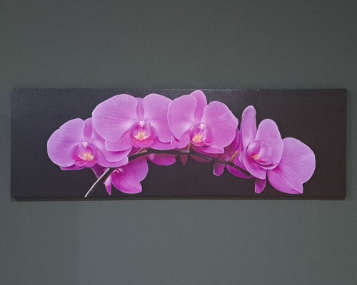 Obraz na płótnie Orchidea