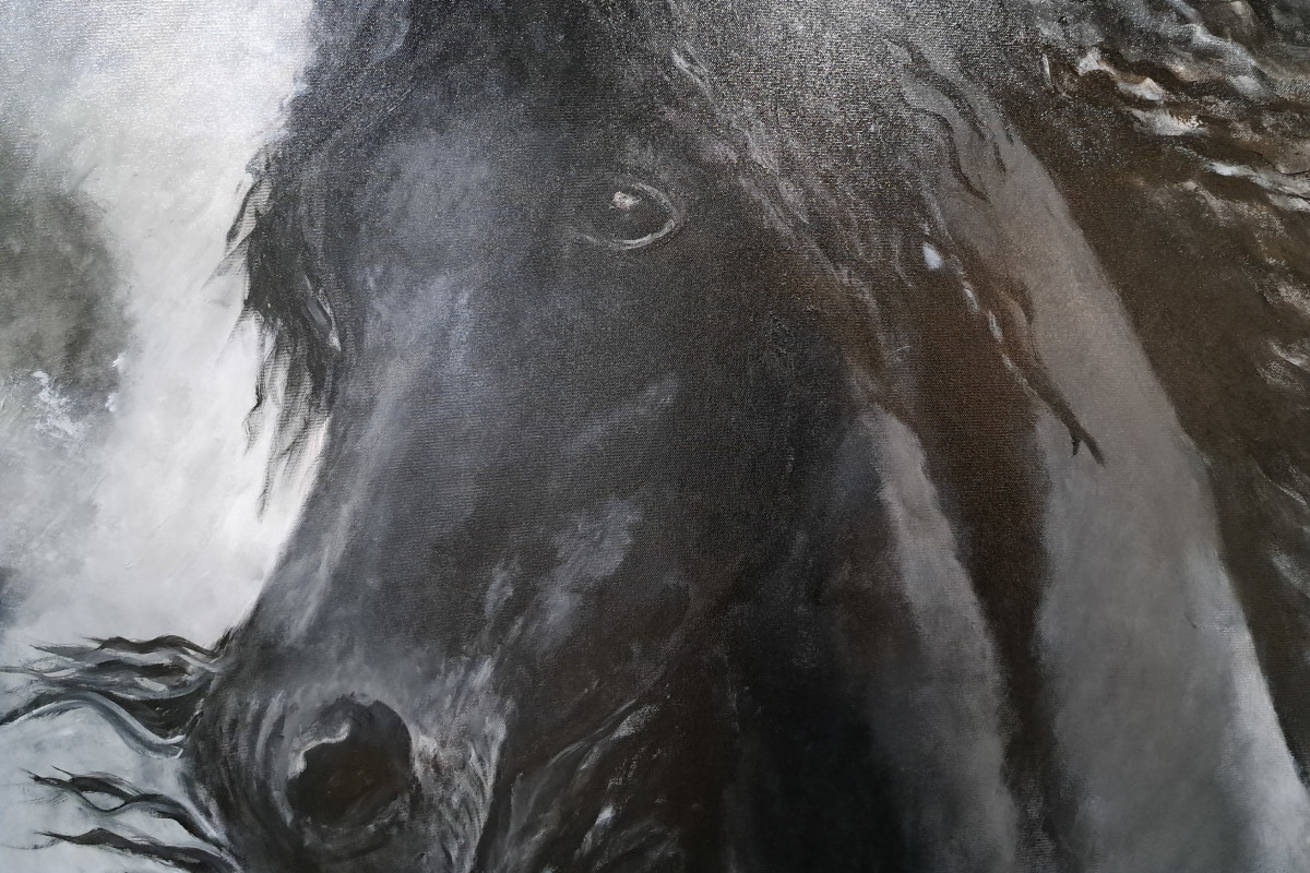 Obraz na płótnie Ogier Fryzyjski