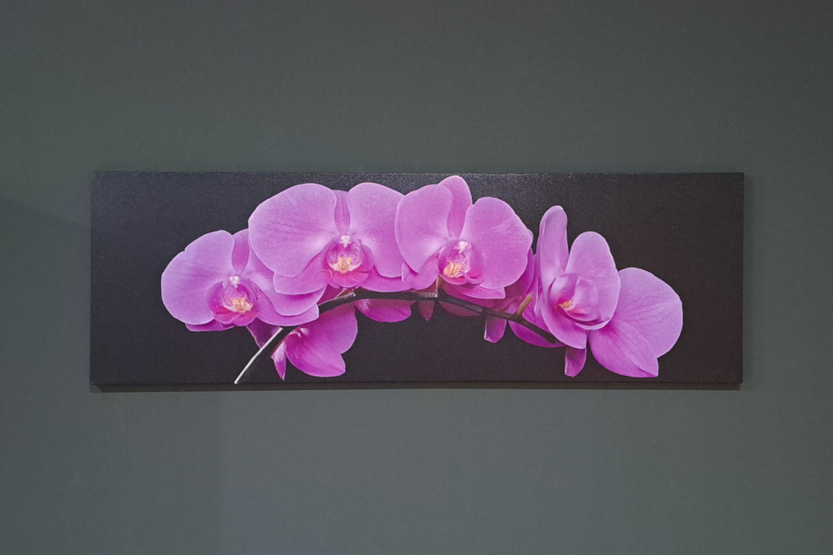 Obraz na płótnie Orchidea