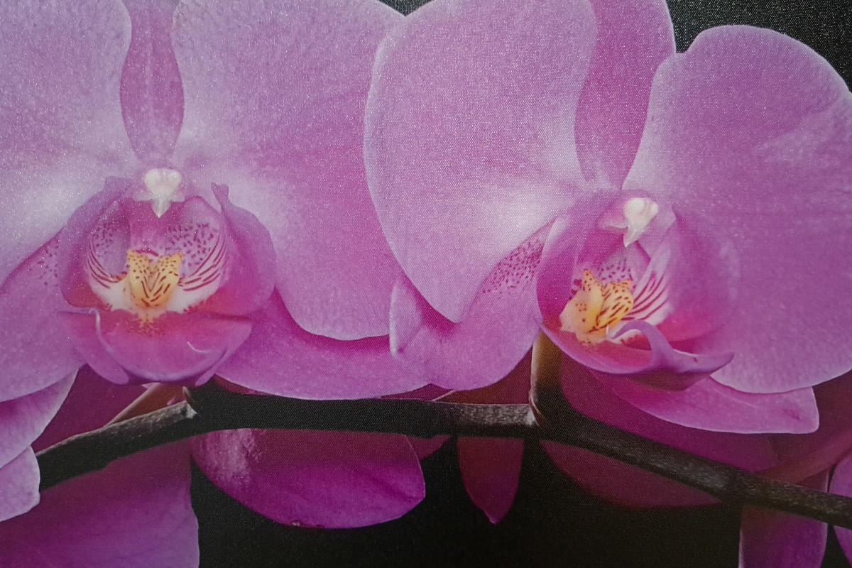 Obraz na płótnie Orchidea